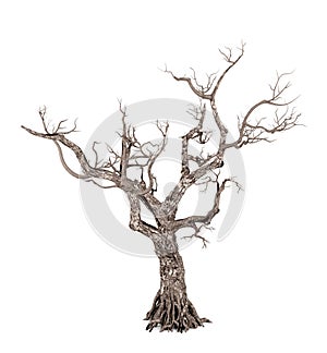 Dead tree isolated on white background