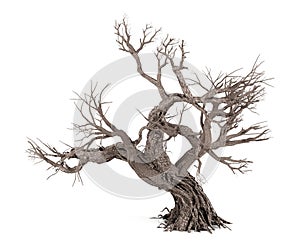 Dead tree isolated on white background photo