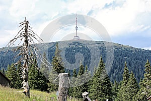 Dead tree in Jeseniky mountain with Praded broadcasting tower