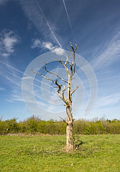 Dead tree with jet trails