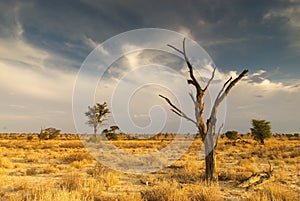 Dead tree in the Kalahari Desert