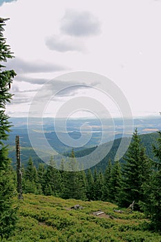 A dead tree in the Karkonosze Mountains. A dry stump in the Karkonosze National Park