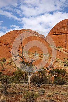 Dead Tree in Kata Tjuta (the Olgas) photo