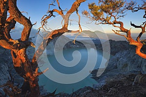 Dead tree on Kawah Ijen crater in East Java, Indonesia