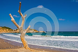 Dead Tree at Kilimli Bay