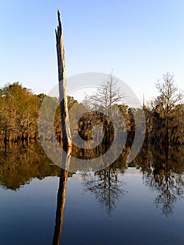 Dead Tree in Lake