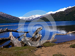 Dead tree by the lake