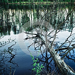 Dead Tree in Lake