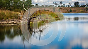 A Dead Tree in a Lake