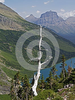 Dead Tree, Lake and Mountains