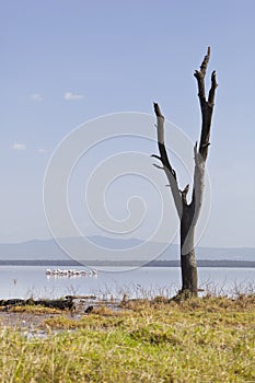 Dead Tree at Lake Nakuru