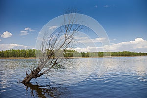 Dead tree in a lake