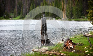 Dead tree by the lake in Uinta Wasatch national forest