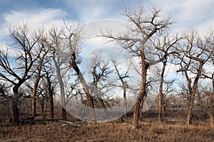 Dead tree landscape