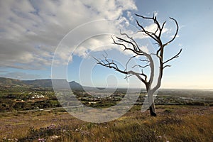 Dead tree in landscape