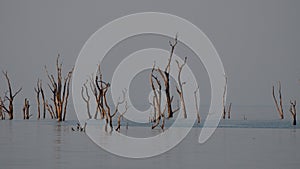 Dead tree landscape