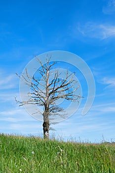 Dead tree in landscape