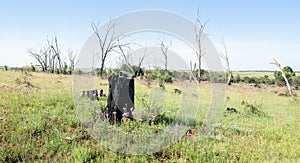 Dead tree landscape in the African summer.