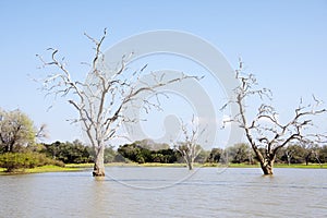 Dead tree landscape in Tanzania