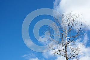 Dead tree without leaf with the blue sky and white cloud