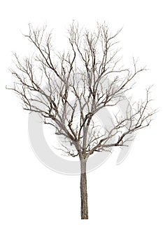 Dead Tree without Leaves isolate on white wit clipping path