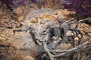 The dead tree lies across the bed of the dried river. Samaria Gorge Crete, Greece.