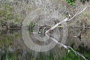 A Dead Tree Limb Reflected in the Water