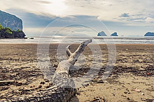 Dead tree log on a sandy beach with sunset background.
