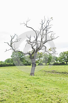 Dead tree in a lush green field