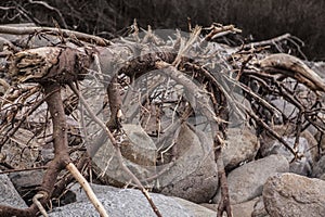 Dead tree lying on rocks