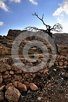 Dead Tree at Maaloula photo
