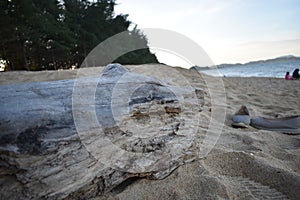 Dead tree at Mak Nik Beach Terengganu Malaysia