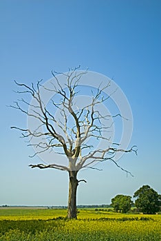 Dead tree in a meadow