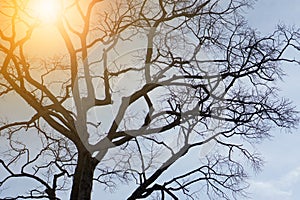 Dead tree on meadow autumn sunset background.