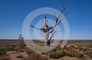 Dead tree at Menindee Lake NSW during drought