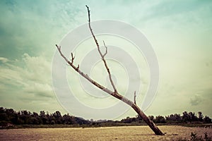 Dead tree in the middle of a beach