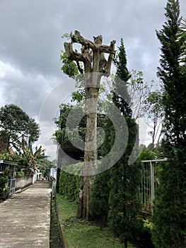 A dead tree in the middle of evergreen trees
