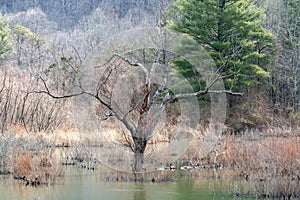 Dead tree in the middle of a pond in winter