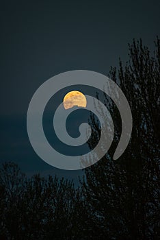 Dead tree at midnight with a glowing full moon