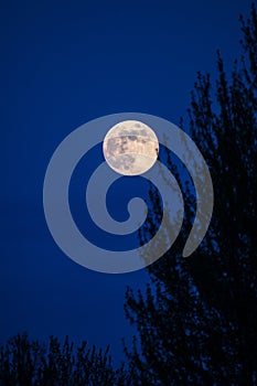 Dead tree at midnight with a glowing full moon