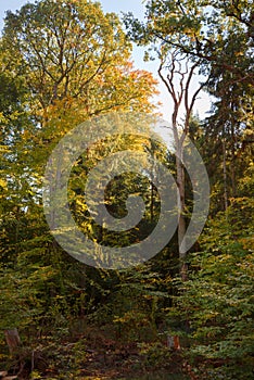 Dead tree in a mixed forest on a sunny autumn day, vertical