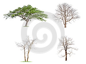 Dead tree, Monkey Pod. isolated on White Background