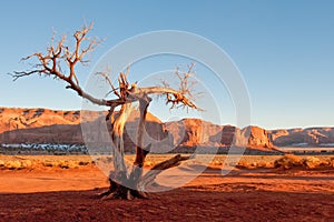 Dead tree in Monument Valley