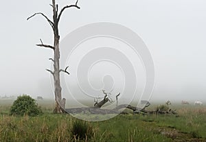 Dead tree in morning fog.