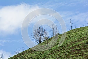 The Dead tree on the mountain of grass