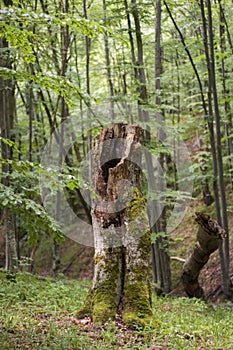 Dead tree in mountains in Poland - Bieszczady