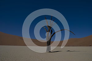 Dead Tree in Namib Desert