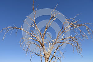 Dead tree - sossusvlei - Namibia - 2017