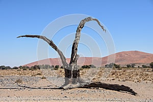 Dead tree - sossusvlei - Namibia - 2017