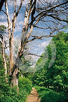 Dead tree near path